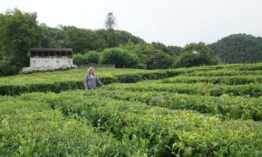 Sao Miguel čajová plantáž